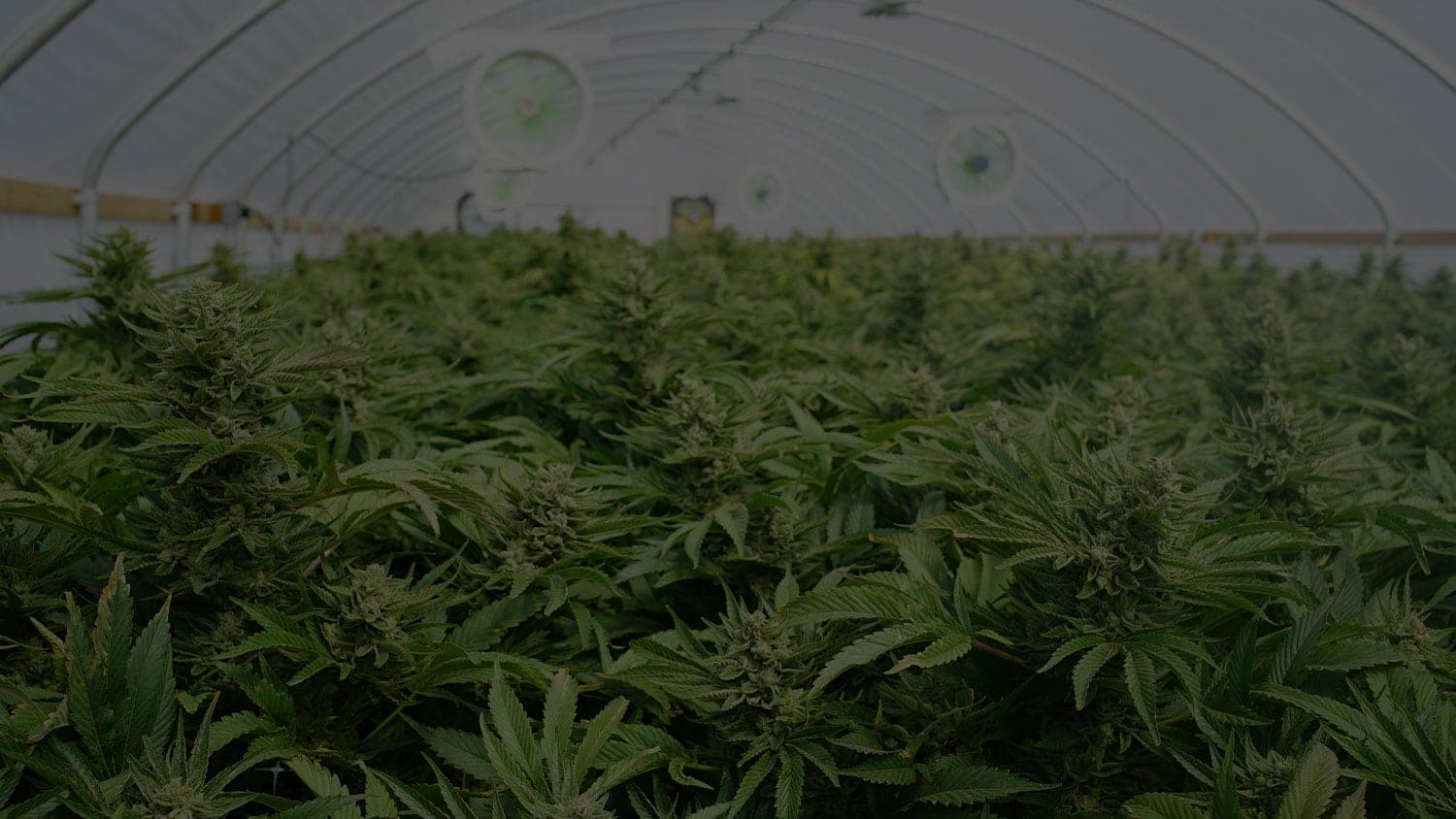 cannabis industry banner