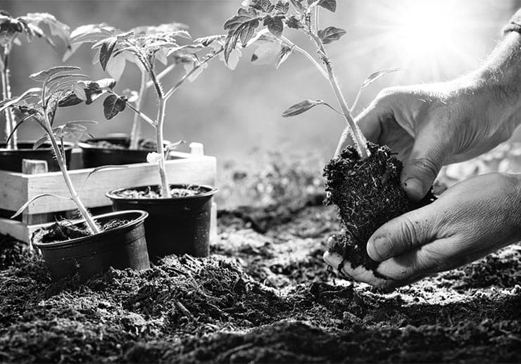 Gardening SEO Agency