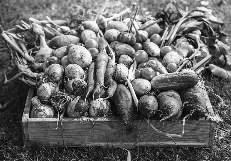 Gardening eCommerce SEO case study - organic growth results